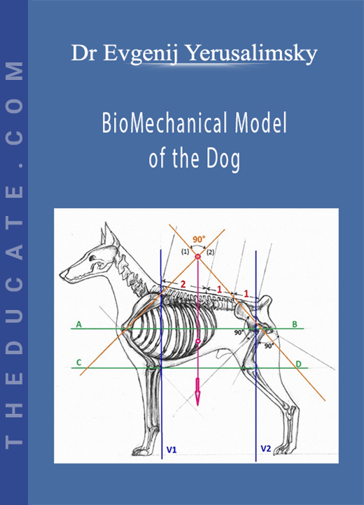 Dr Evgenij Yerusalimsky - BioMechanical Model of the Dog